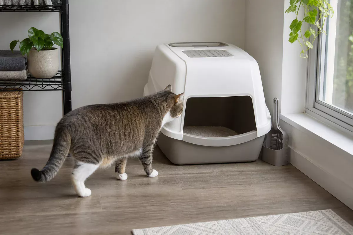 Cat inspecting a reassembled covered litter box with its filter vent closed.